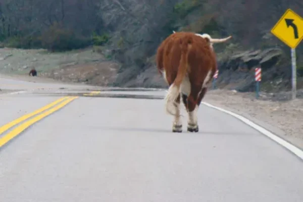 IMPACTANTE ACCIDENTE EN VALLE FÉRTIL: UN VEHÍCULO CHOCÓ CONTRA UNA VACA EN LA RUTA 150