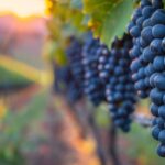 San Juan celebra el día mundial del Cabernet Sauvignon