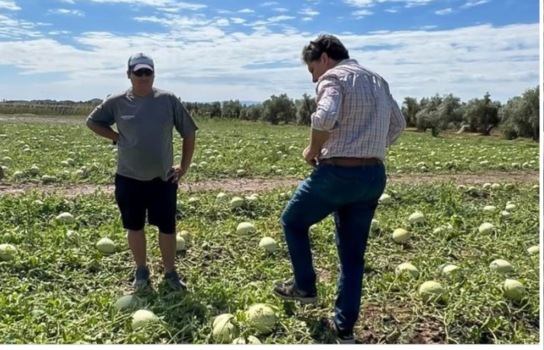 El Ministerio de Producción de San Juan informó que continúa vigente el Programa de Asistencia Económica Agrícola para Contingencias Climáticas, destinado a los productores afectados por granizo en la provincia. Los interesados deben reportar los daños en las oficinas de la Avenida Ignacio de la Roza.