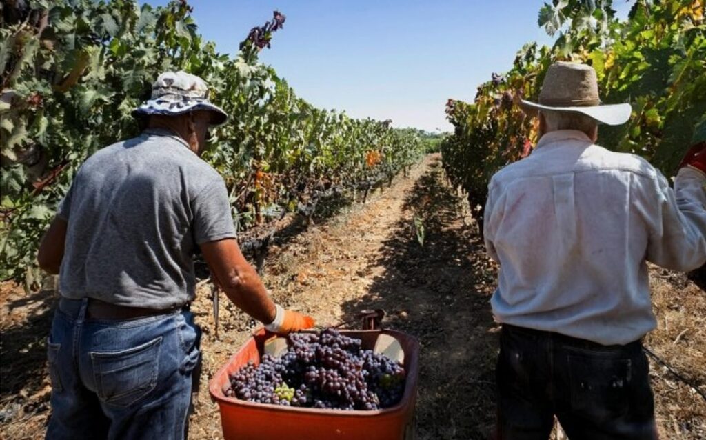 Cada 1 de febrero se conmemora el Día Nacional del Trabajador Vitivinícola, en homenaje a quienes participan en la producción del vino en Argentina. En San Juan, una de las provincias más importantes en el sector, la fecha adquiere un significado especial por su fuerte raigambre vitivinícola.