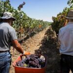 Cada 1 de febrero se conmemora el Día Nacional del Trabajador Vitivinícola, en homenaje a quienes participan en la producción del vino en Argentina. En San Juan, una de las provincias más importantes en el sector, la fecha adquiere un significado especial por su fuerte raigambre vitivinícola.