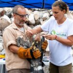 águila coronda liberada en san juan