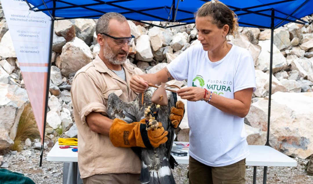 águila coronda liberada en san juan