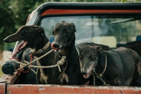 SAN JUAN BUSCA DECLARAR A LOS ANIMALES COMO SERES SINTIENTES