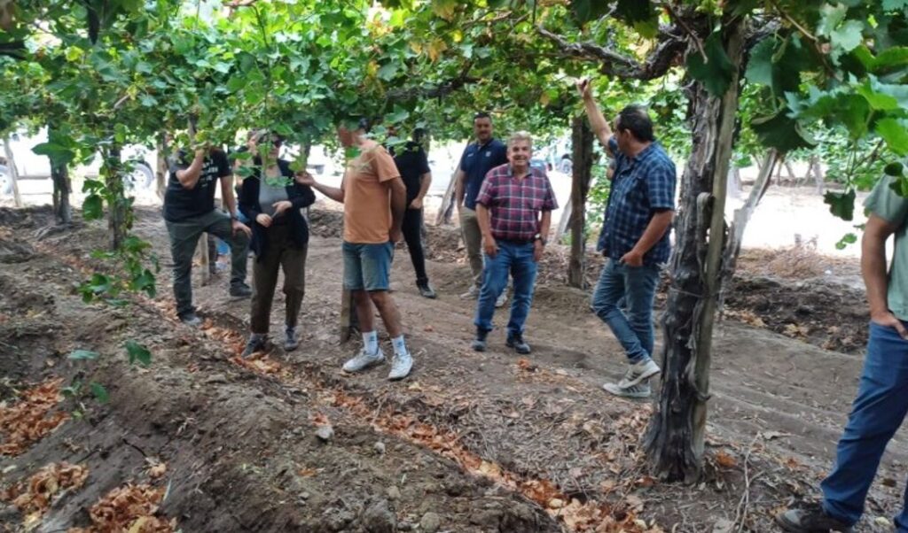 En el marco del Plan de Desarrollo Vitivinícola, el Gobierno de San Juan conformó la Mesa de Viveros Vitícolas, un espacio que reúne a los principales actores del sector para mejorar la calidad de los cultivos y fortalecer la competitividad.