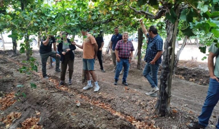 En el marco del Plan de Desarrollo Vitivinícola, el Gobierno de San Juan conformó la Mesa de Viveros Vitícolas, un espacio que reúne a los principales actores del sector para mejorar la calidad de los cultivos y fortalecer la competitividad.