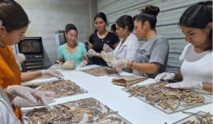 La Escuela Agrotécnica Ejército Argentino, de Valle Fértil, implementará un proyecto innovador para optimizar el proceso productivo de la algarroba con una inversión de más de 22 millones de pesos. La iniciativa se enmarca en el programa Crédito Fiscal del INET y cuenta con el patrocinio del Banco San Juan.