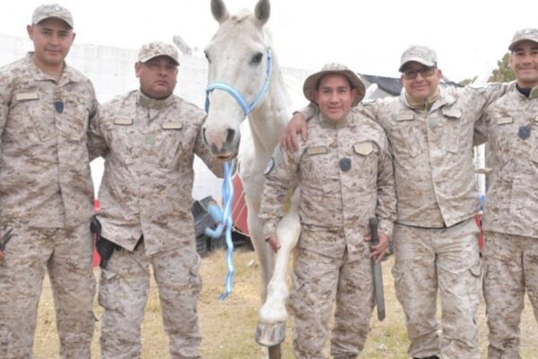 CABALLOS RESCATADOS DEL MALTRATO HOY PRESTAN SERVICIO EN LA POLICÍA RURAL