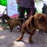 La Secretaría de Ambiente y Desarrollo Sustentable realizó una jornada de Tenencia Responsable y Conciencia Ambiental en el departamento Rawson, con una destacada participación de la comunidad. La actividad tuvo como eje central el bienestar animal, la educación ambiental y la gestión de residuos, consolidando el compromiso ciudadano con la protección del entorno.