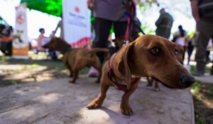 La Secretaría de Ambiente y Desarrollo Sustentable realizó una jornada de Tenencia Responsable y Conciencia Ambiental en el departamento Rawson, con una destacada participación de la comunidad. La actividad tuvo como eje central el bienestar animal, la educación ambiental y la gestión de residuos, consolidando el compromiso ciudadano con la protección del entorno.