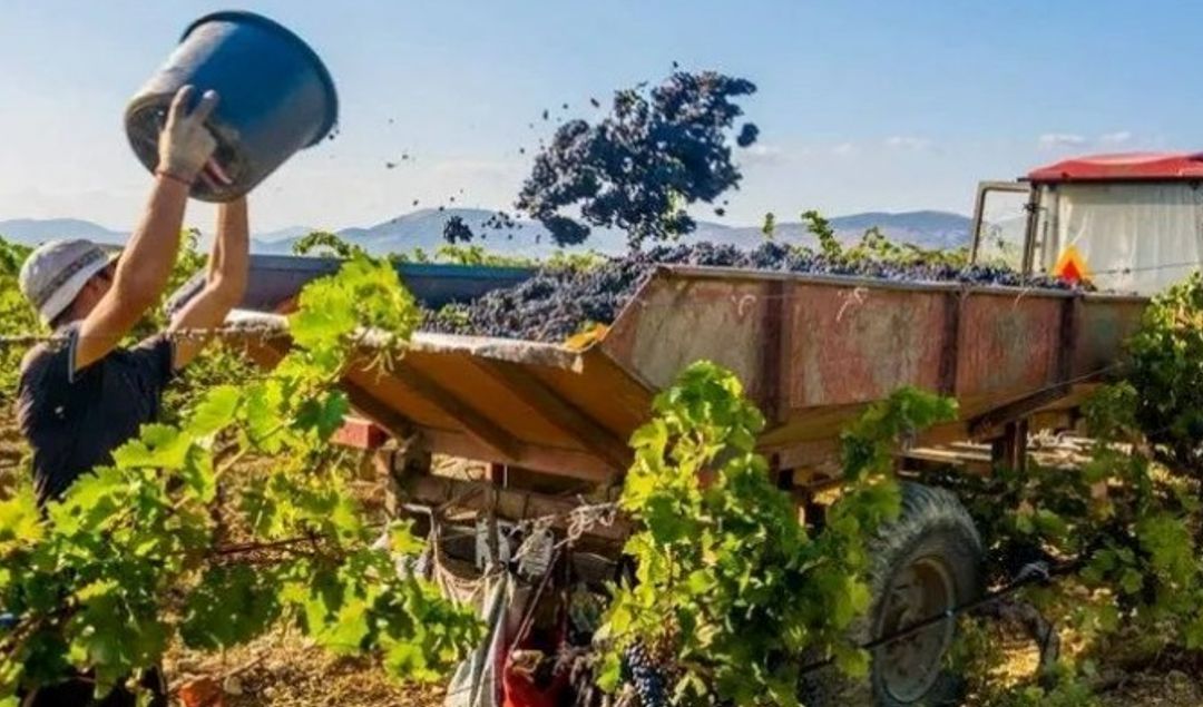 El gobernador Marcelo Orrego presentó un ambicioso plan integral de asistencia financiera por $11.000 millones destinado a productores y elaboradores de los principales sectores agroindustriales de San Juan, con el objetivo de acompañar la cosecha y elaboración 2026 de uva, olivos, tomate y otros cultivos estratégicos para la economía provincial.