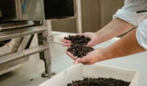 La pasa de uva continúa afianzándose como uno de los productos más representativos de San Juan, combinando tradición vitivinícola, condiciones climáticas ideales y una creciente proyección exportadora. Su desarrollo refleja el potencial agroindustrial de la provincia.