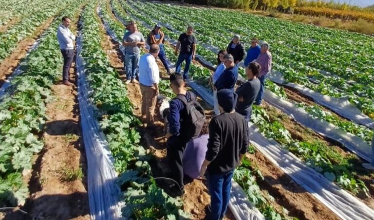 En el marco del Día del Horticultor, que se celebra cada 17 de mayo, el Gobierno de San Juan dio a conocer las distintas acciones implementadas para asistir al sector hortícola tras los eventos climáticos y problemas de infraestructura registrados durante los primeros meses del año.