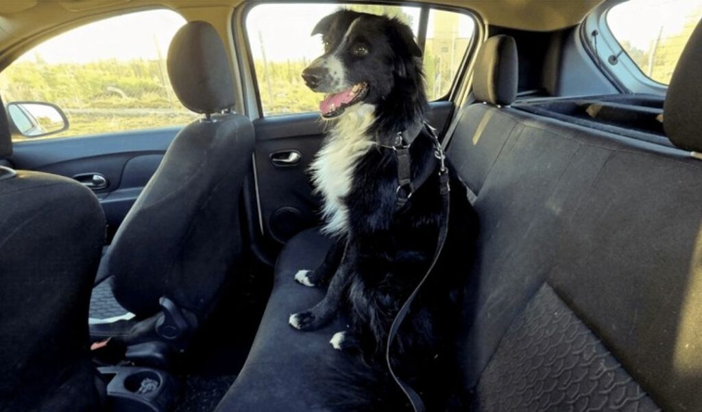 El Ministerio de Gobierno de San Juan, a través de la Secretaría de Tránsito y Transporte, recordó cuáles son las normas y recomendaciones vigentes para trasladar mascotas de manera segura dentro de vehículos particulares.