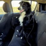 El Ministerio de Gobierno de San Juan, a través de la Secretaría de Tránsito y Transporte, recordó cuáles son las normas y recomendaciones vigentes para trasladar mascotas de manera segura dentro de vehículos particulares.