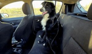 El Ministerio de Gobierno de San Juan, a través de la Secretaría de Tránsito y Transporte, recordó cuáles son las normas y recomendaciones vigentes para trasladar mascotas de manera segura dentro de vehículos particulares.