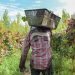 El Ministerio de Producción, Trabajo e Innovación de San Juan informó una medida destinada a aliviar la situación financiera de los productores vitivinícolas que accedieron a créditos de cosecha y acarreo otorgados a través de Agencia Calidad San Juan.