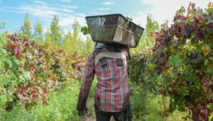 El Ministerio de Producción, Trabajo e Innovación de San Juan informó una medida destinada a aliviar la situación financiera de los productores vitivinícolas que accedieron a créditos de cosecha y acarreo otorgados a través de Agencia Calidad San Juan.
