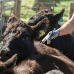 En el Día de la Ganadería, el Gobierno de San Juan destacó el crecimiento y la importancia del sector, que continúa fortaleciéndose a través de políticas de diversificación productiva que impulsan la producción bovina, caprina, ovina y porcina en distintos departamentos de la provincia.