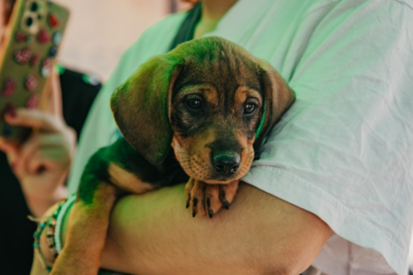LLEVAN UN QUIRÓFANO MÓVIL PARA ESTERILIZAR MASCOTAS GRATIS EN EL PARQUE DE RIVADAVIA